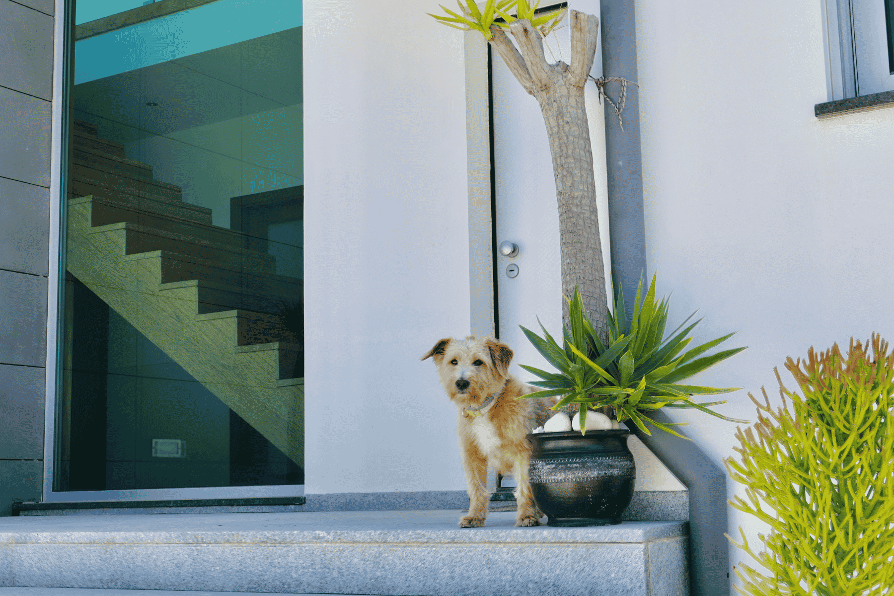 Pet Corner or Doghouse Stair design