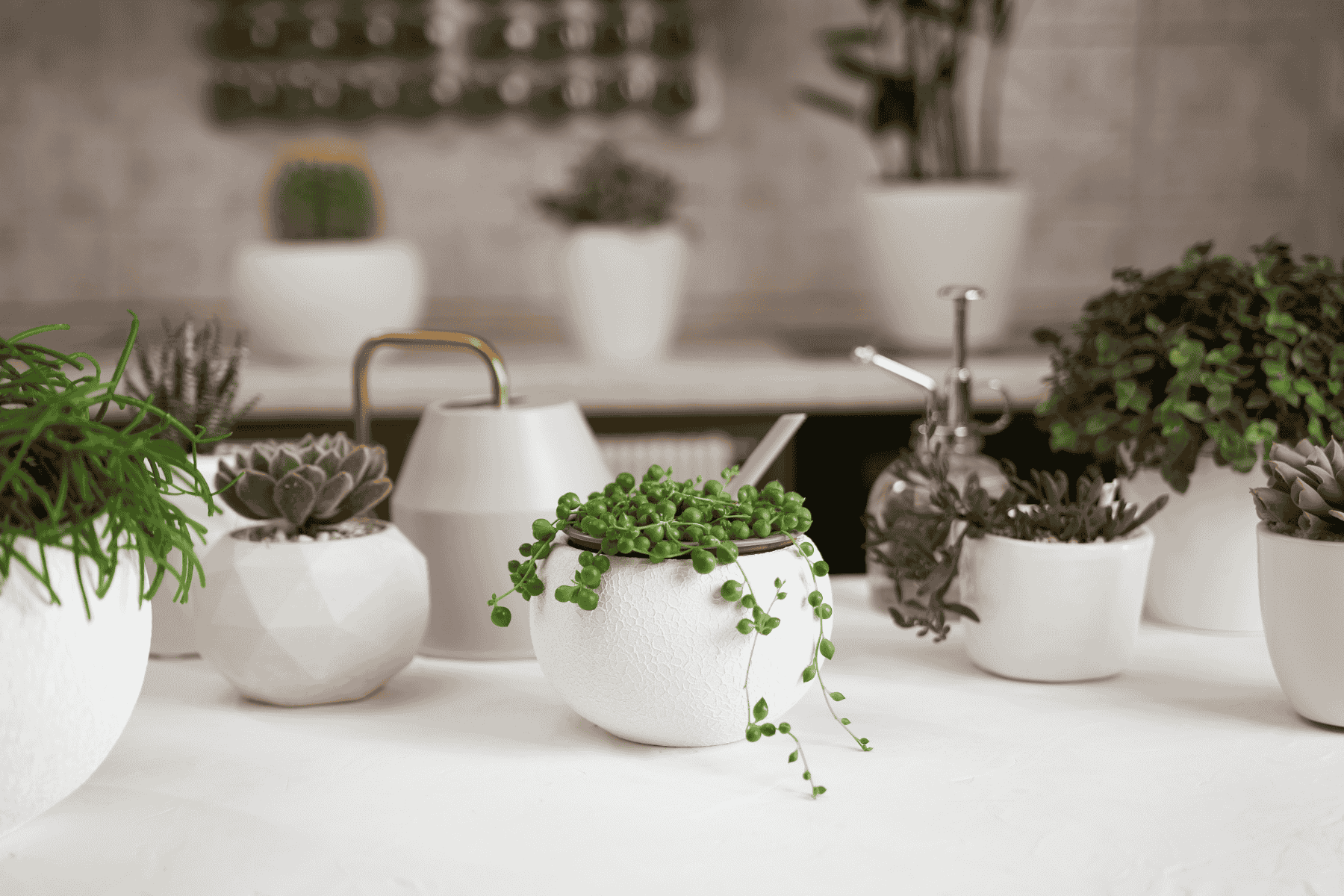 Potted Plant or Herb Garden Dining Table Centrepiece